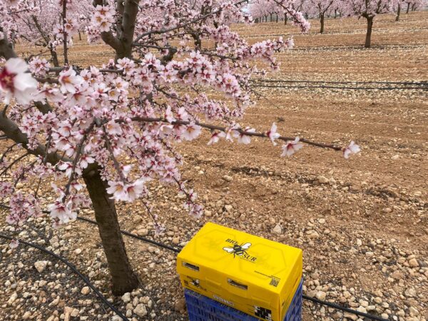 Biopar abejorro en almendro Albacete 01