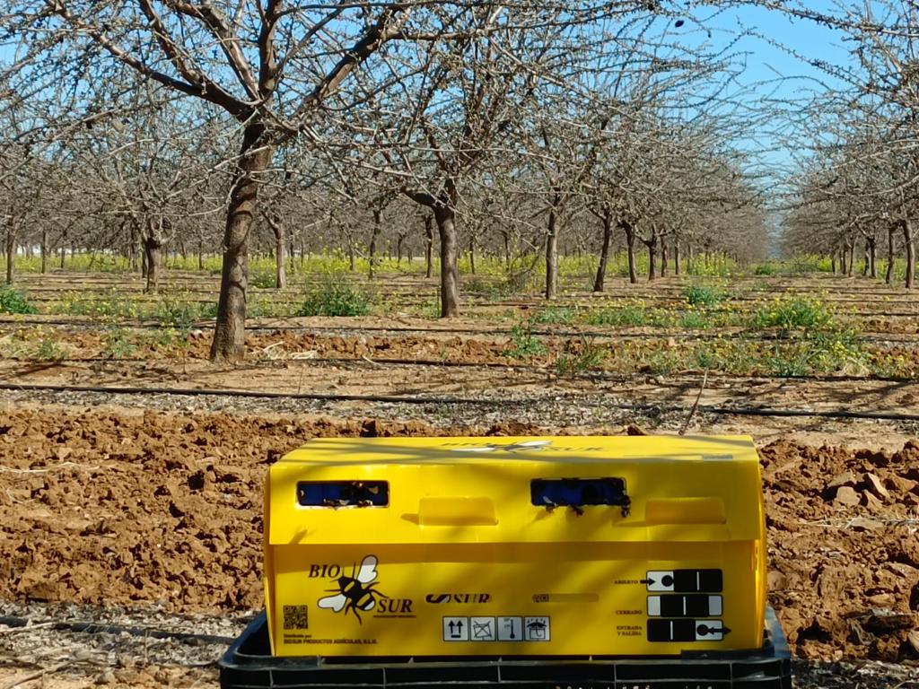 Colmena Biopar en almendro 18.02 (18)