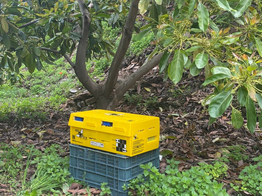 Colocación de colmenas en aguacate - W.JoseLuis 6